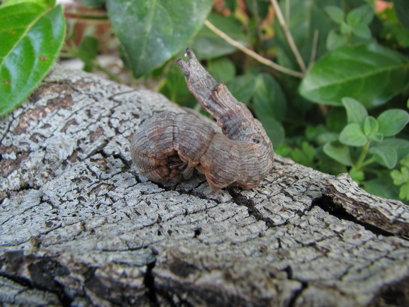 bruco da identificare - Ophiusa cf. tirhaca (Noctuidae)